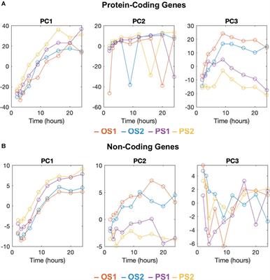 RAMP2-AS1 Regulates Endothelial Homeostasis and Aging